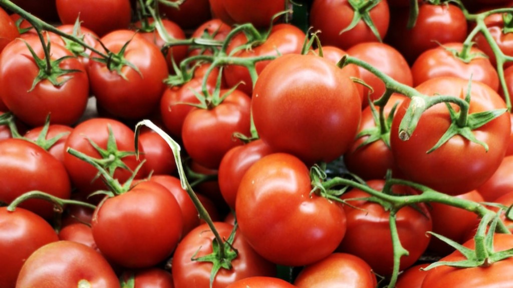 Kuinka kauan keität tomaatteja säilykettä varten