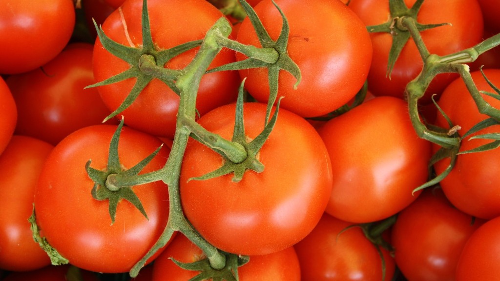 Kuinka kauan voit säilyttää tuoreita tomaatteja pakastimessa